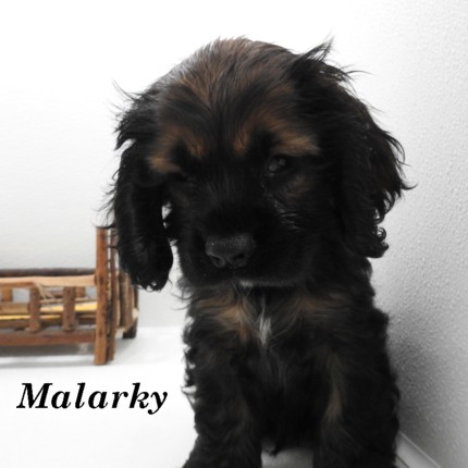puppy, for, sale, Cocker Spaniel, Joe & Cherri  Overlease, dog, breeder, Miller, MO, dog-breeder, puppy-for-sale, forsale, nearby, find, puppyfind, locator, puppylocator, aca
